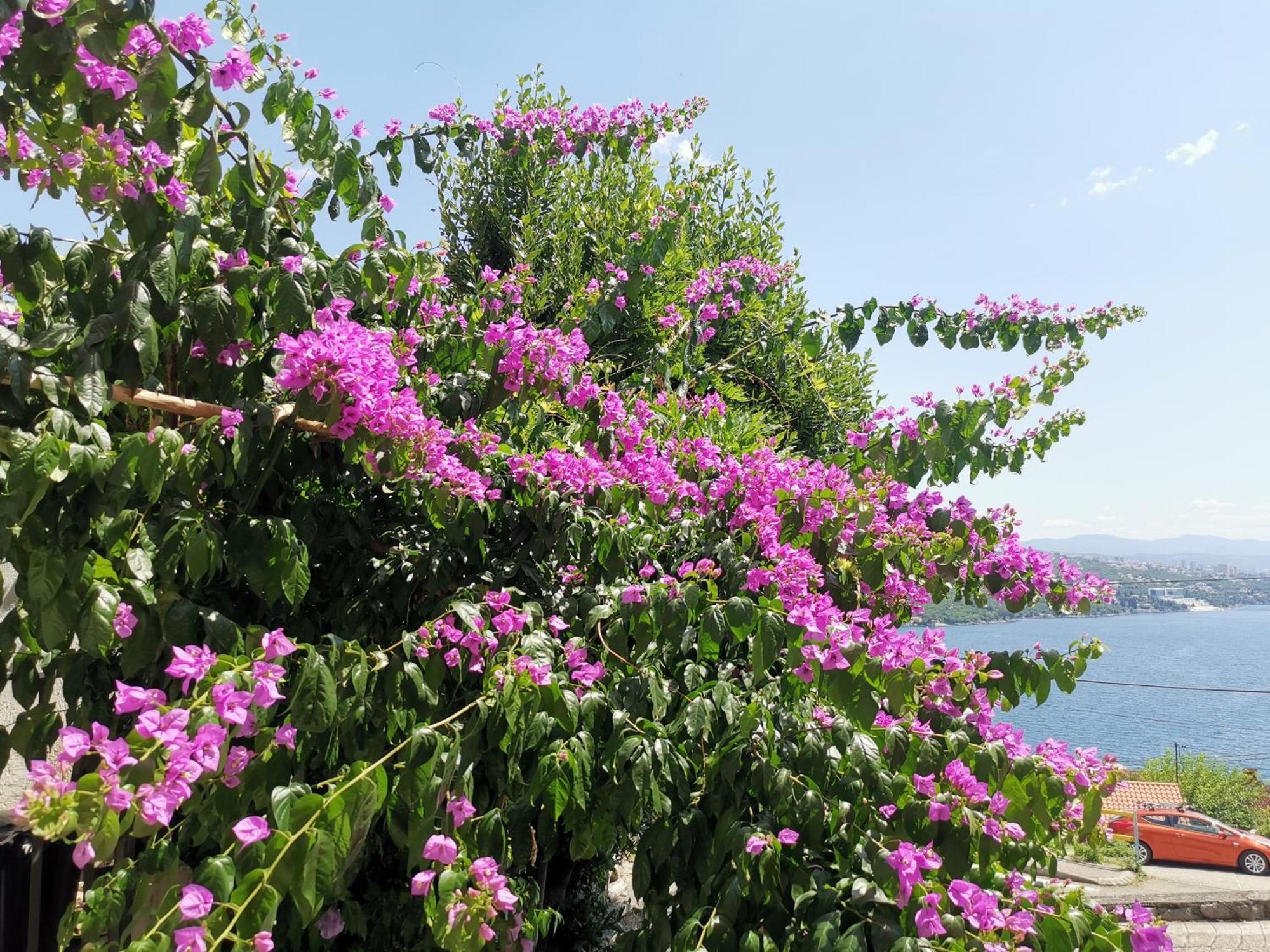 Ginko House Apartment Opatija Ngoại thất bức ảnh