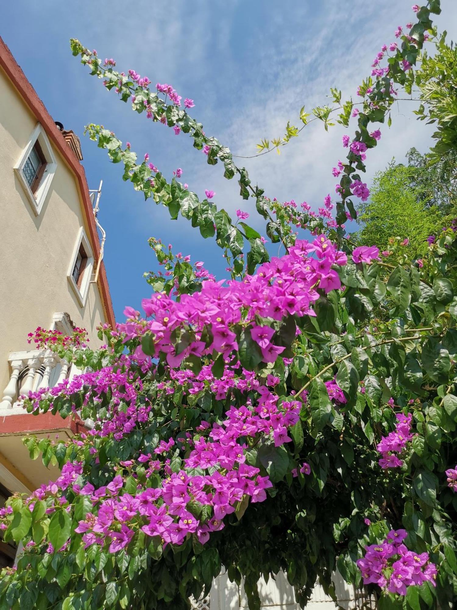 Ginko House Apartment Opatija Ngoại thất bức ảnh